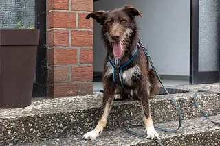 Hund